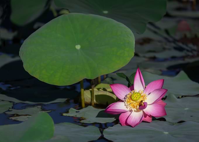 lotus