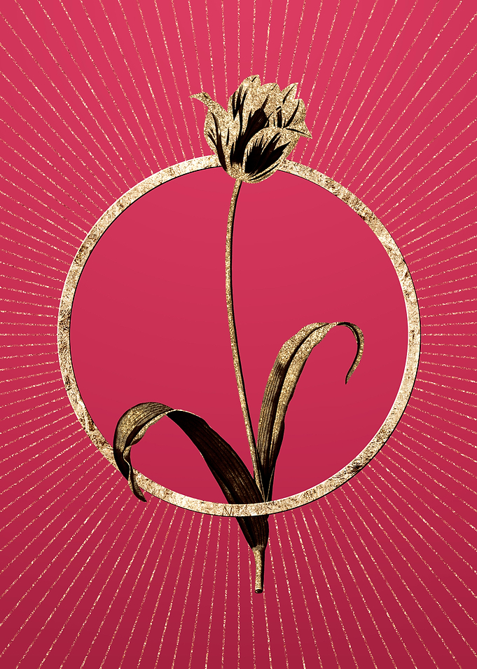 Viva Magenta Didiers Tulip