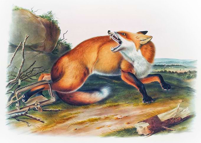 American Red Fox
