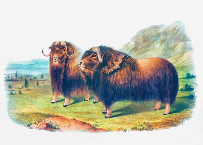 Musk Ox