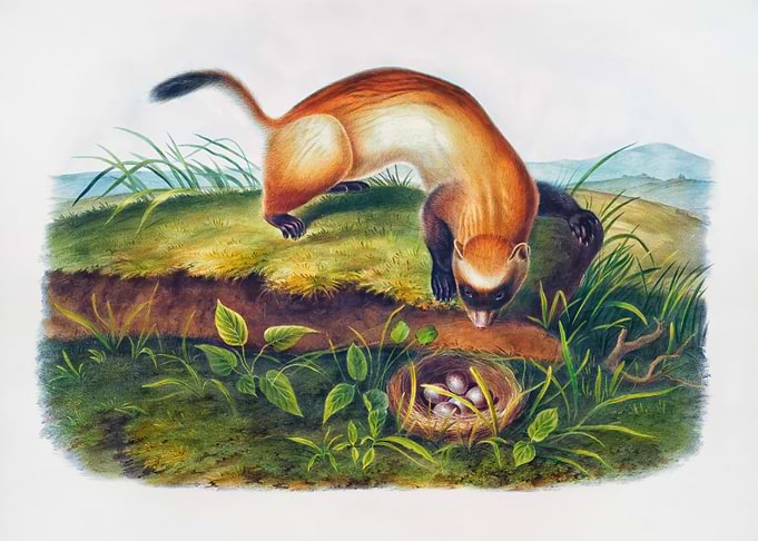 Black Footed Ferret
