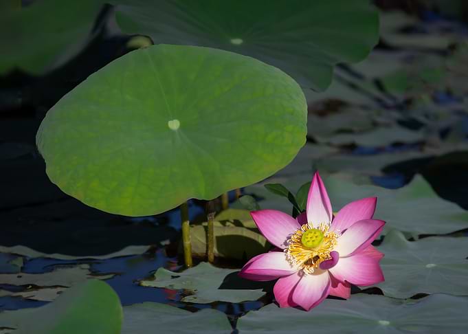 lotus