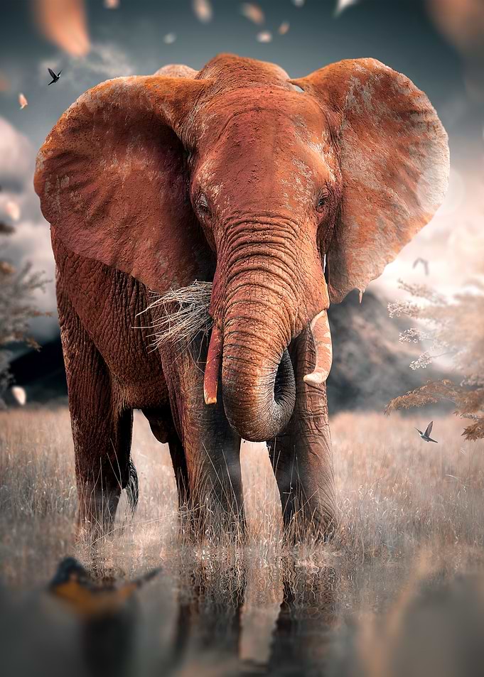 The Lonely Elephant