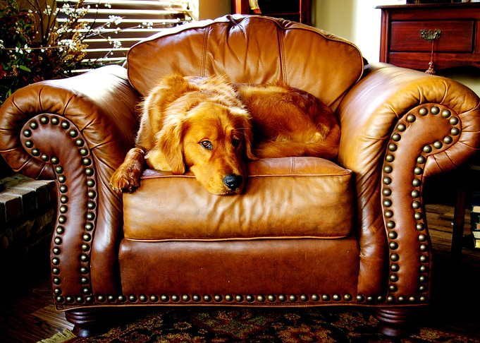 DOG SITTING ON THE SOFA