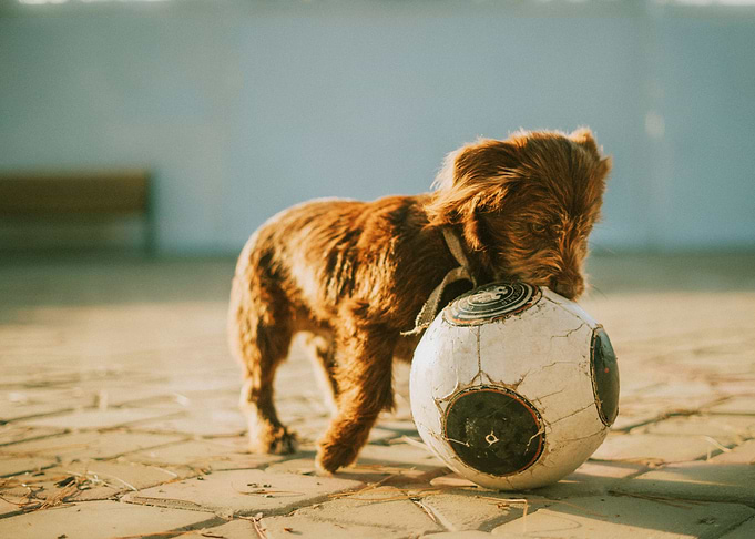 DOGS PLAY BALL