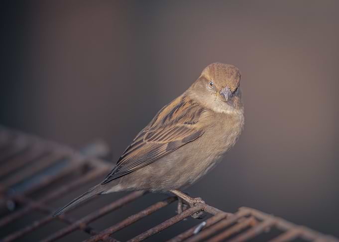 Cute bird