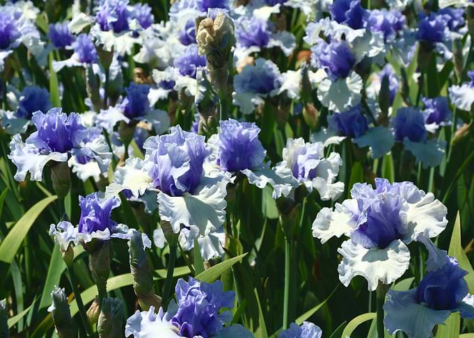 White Violet Iris Field