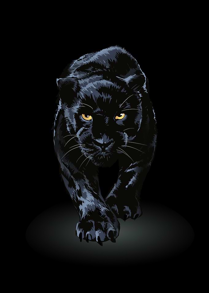 Black panther walking