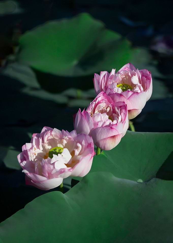 Heavy petal lotus