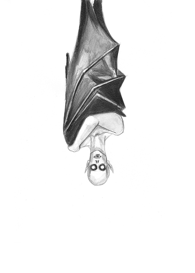 Vampire Bat