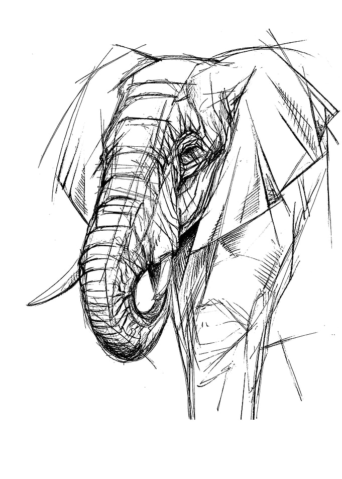 elephant