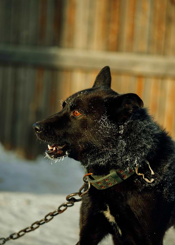 BLACK DOG
