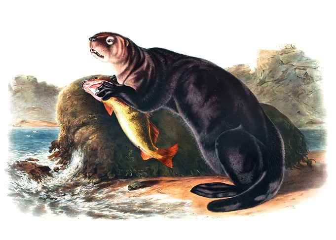 Sea Otter