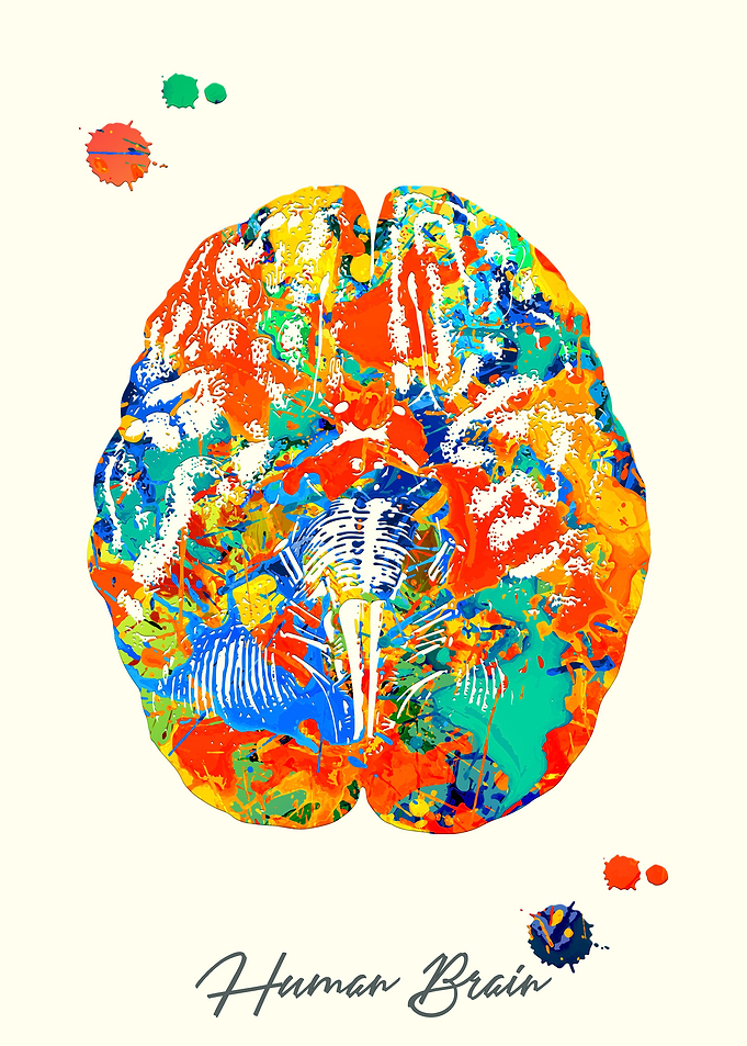 Human Brain