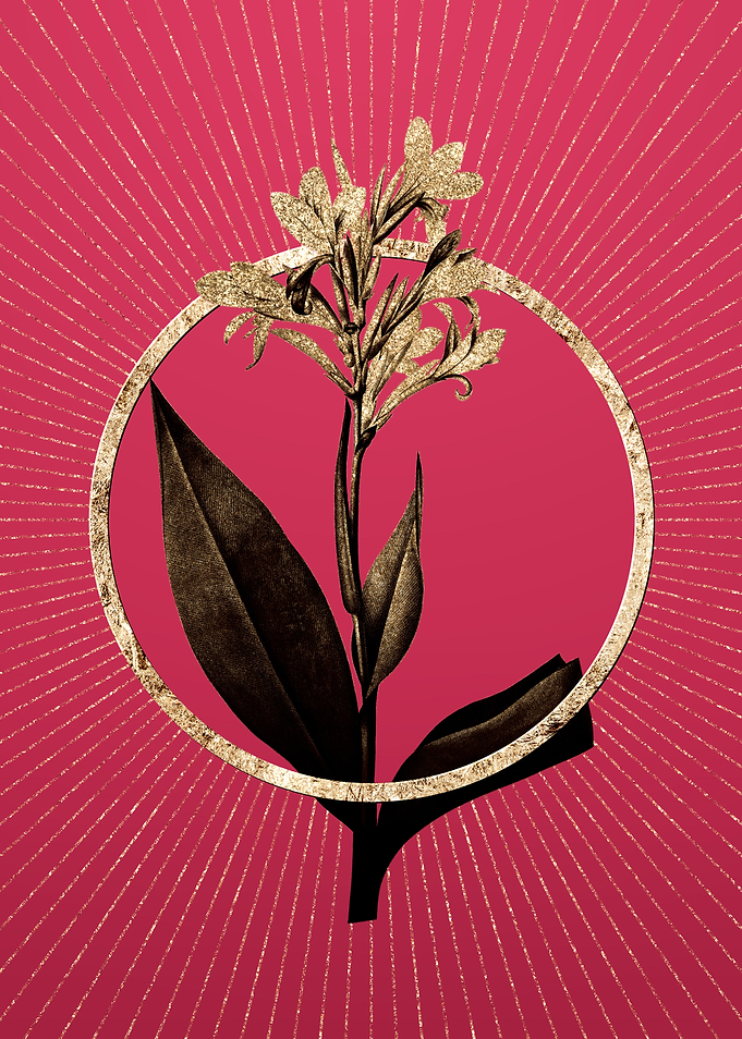 Viva Magenta Water Canna
