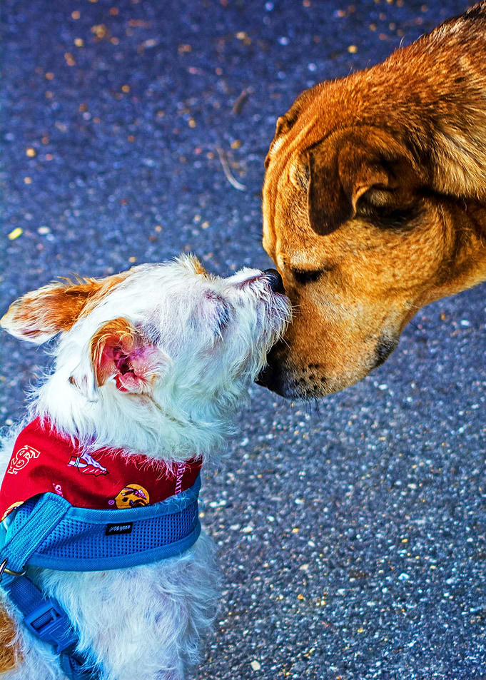 TWO FRIENDLY DOGS