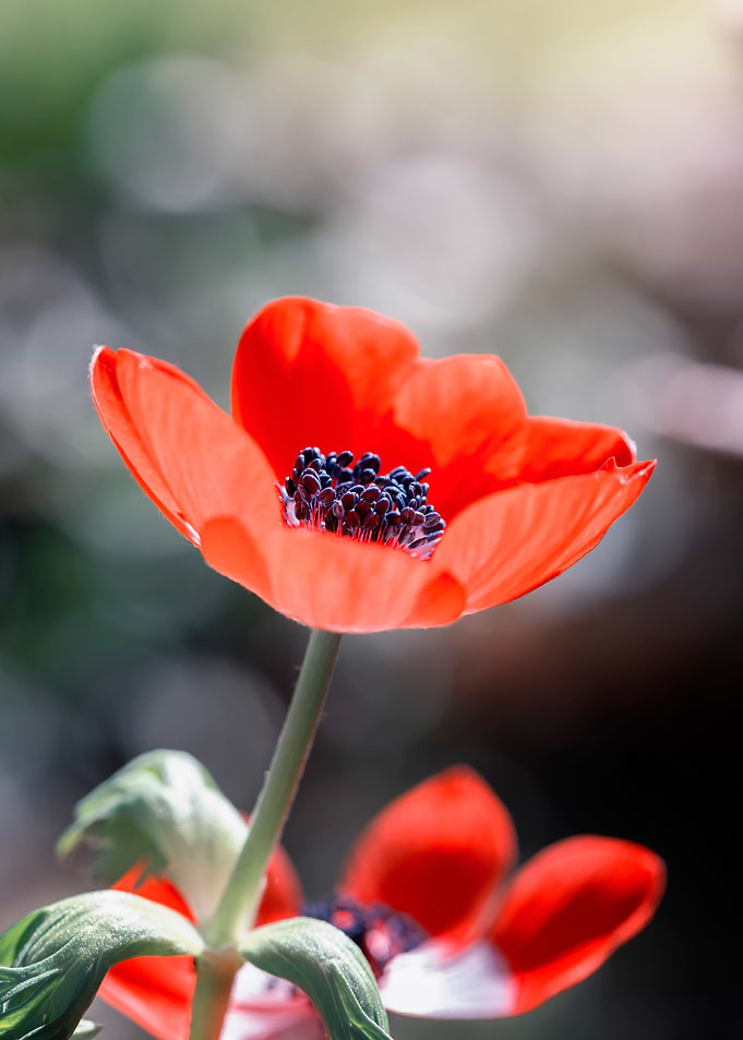 Blooming red anemones