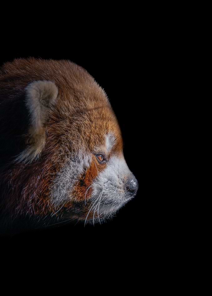 Red Panda