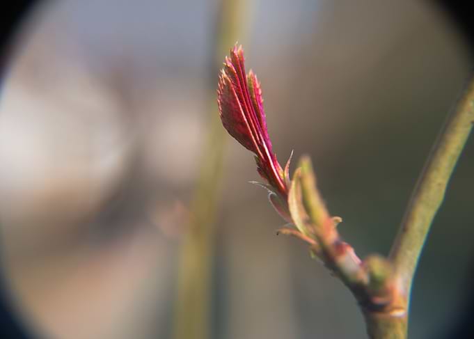 So close to spring