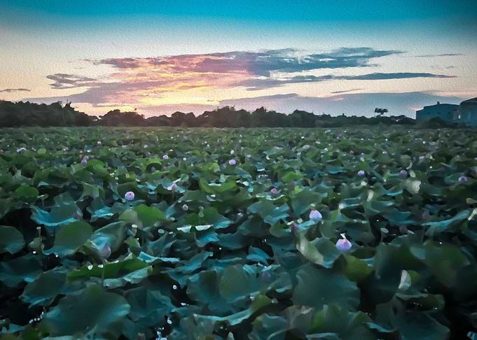 Sunset lotus field