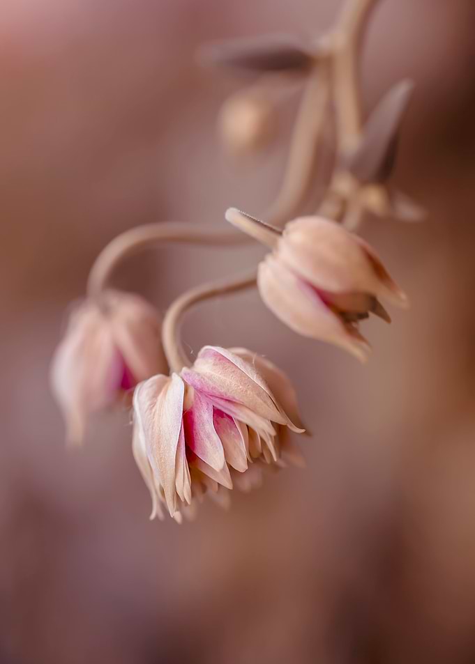 Pink columbine flowers