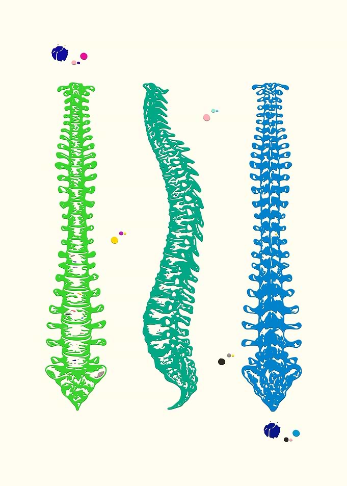 Human Spine