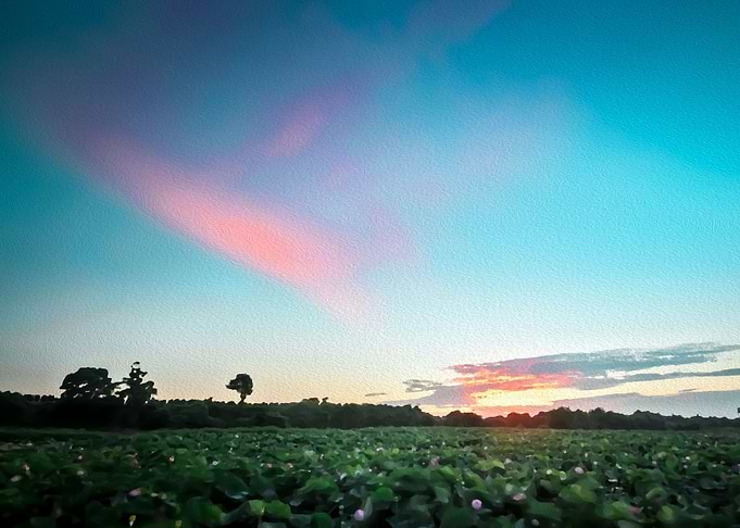 sunset