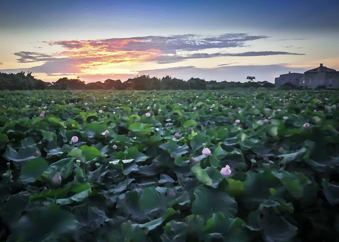 Sunset lotus field