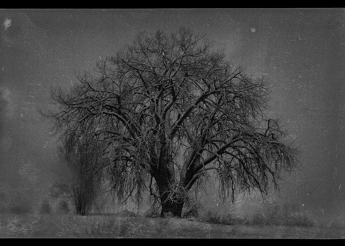 Midnight Tree