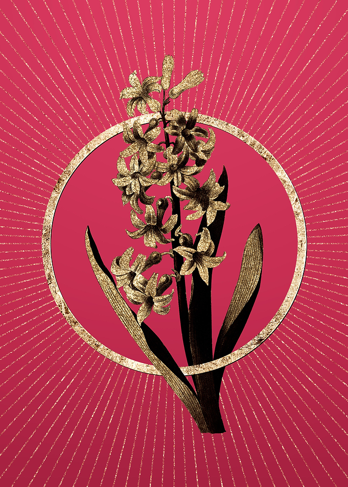 Dutch Hyacinth on Magenta