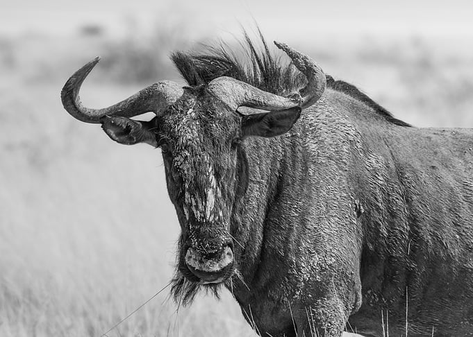 Wildebeest portrait