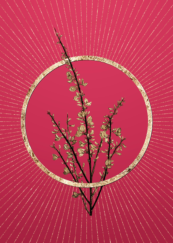 Viva Magenta White Broom