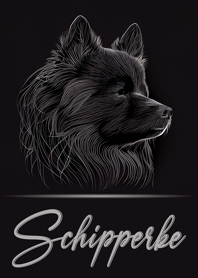 Schipperke Portrait