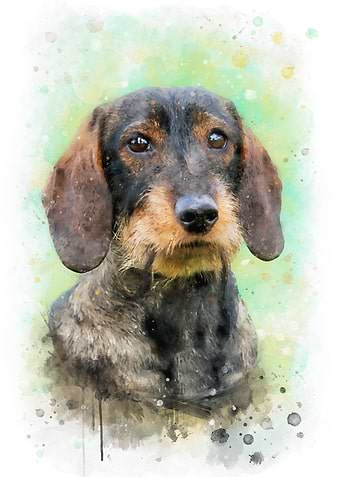 Dachshund watercolor