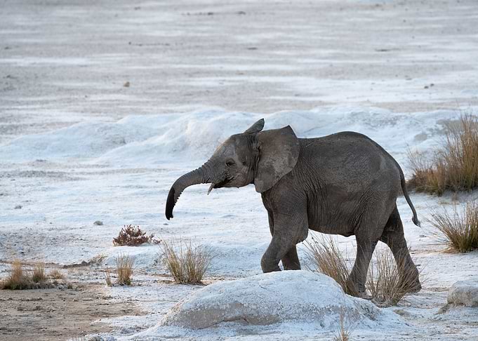 Baby elephant in Etosha