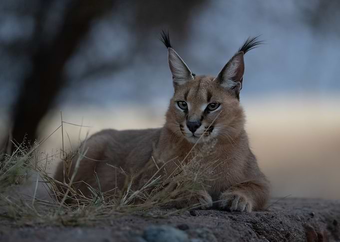 Wild caracal in Namibia