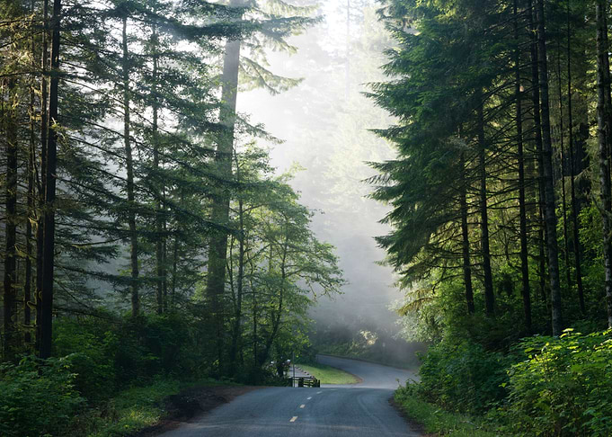 Foggy Forest