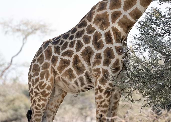 Giraffe in Namibia