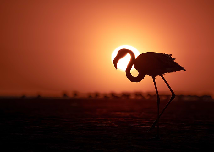 Flamingo at sunset