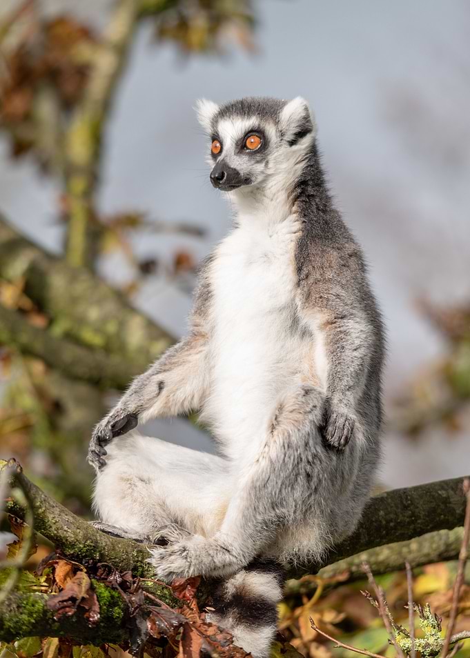 Ring tailed Lemur in tree