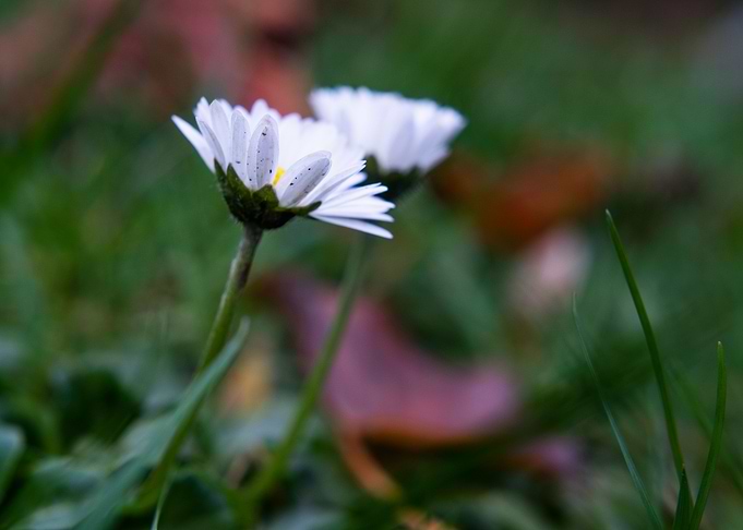 we sometimes resist frost