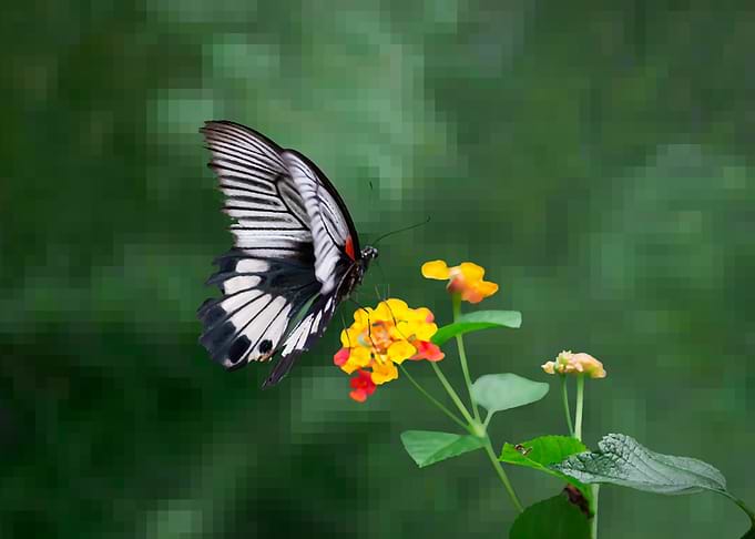 Butterfly
