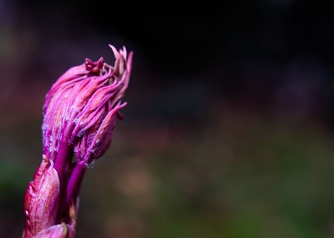 I bloom in winter