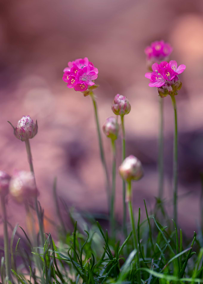 Garden with pink flowers