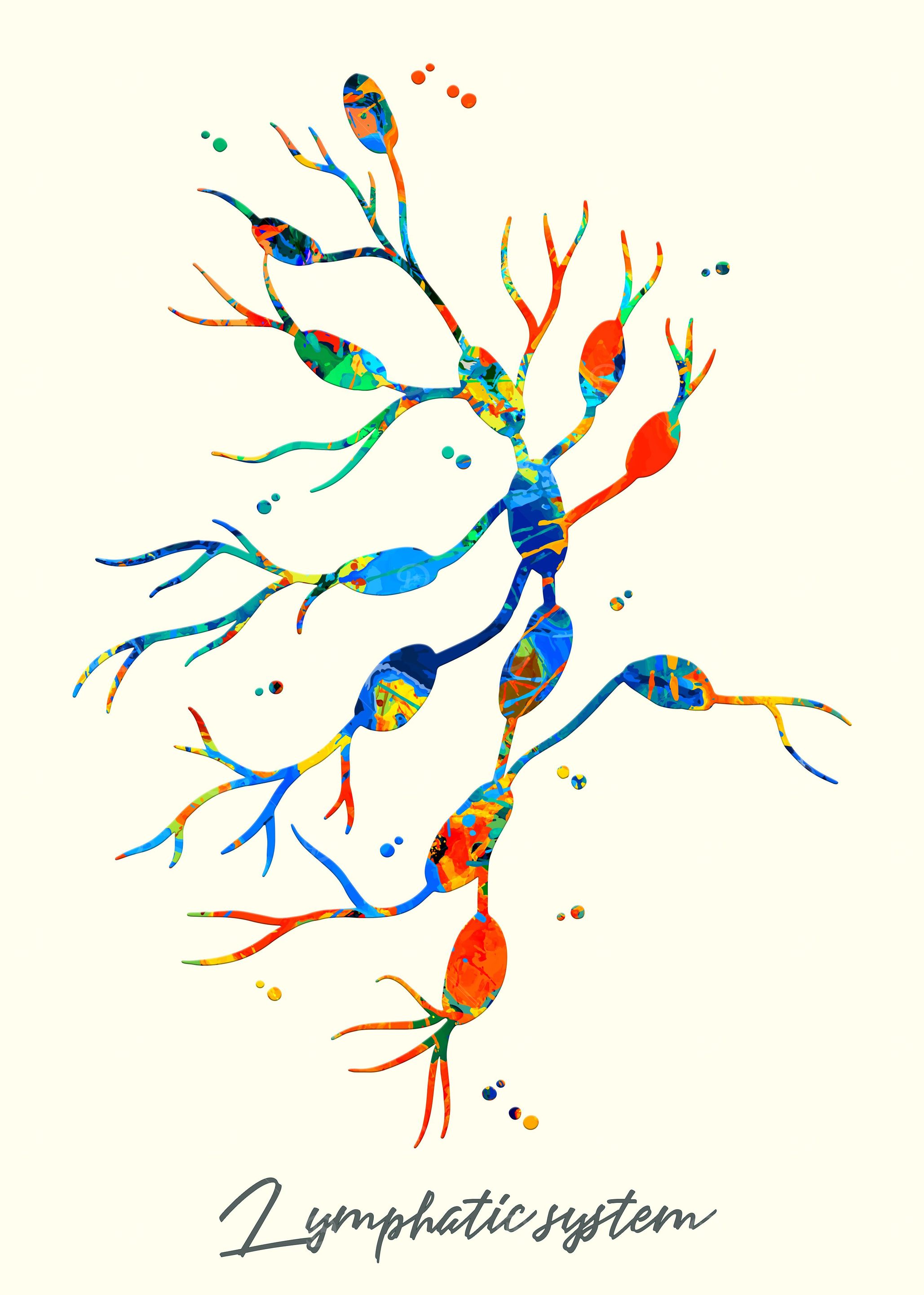 Lymphatic system