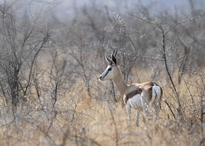 Springbok in Etosha