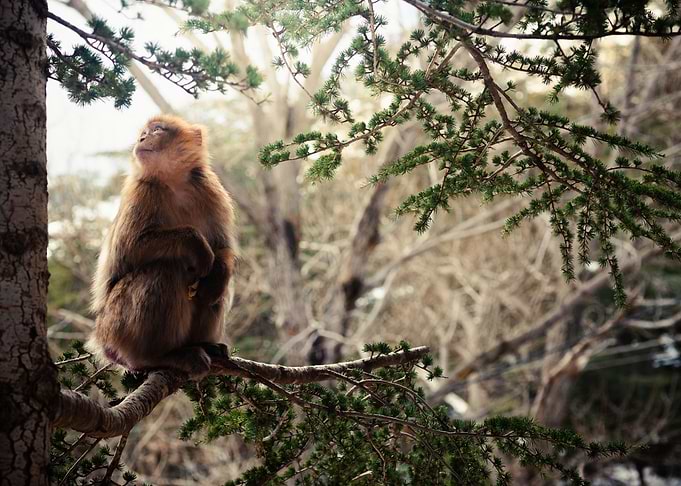 Monkey Dreams