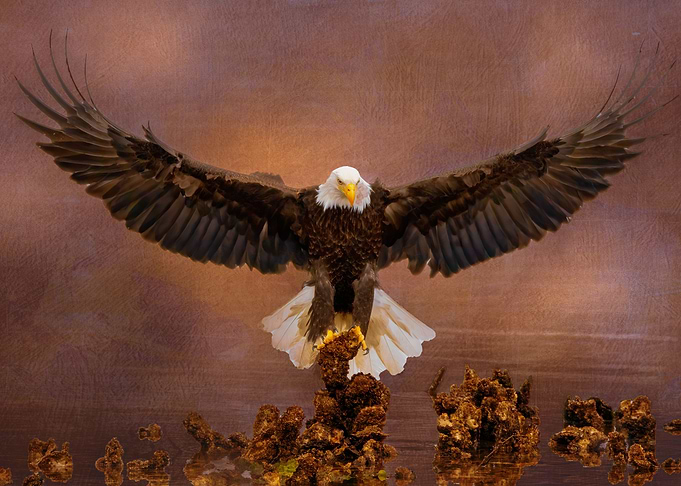 Ever Vigilant Bald Eagle