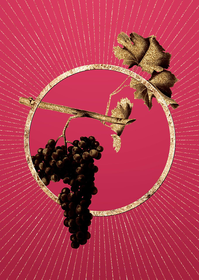 Dolcetto Grapes on Magenta