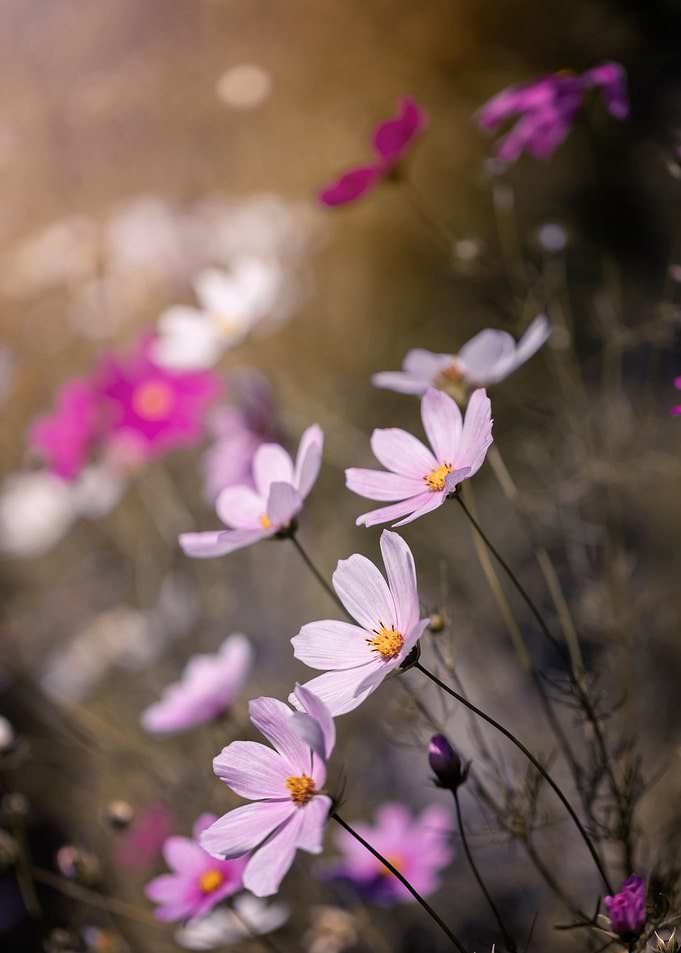 Pink flower, macro, garden